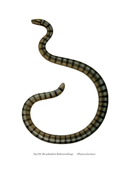 Chinese Sea Snake from German School, (19th century)