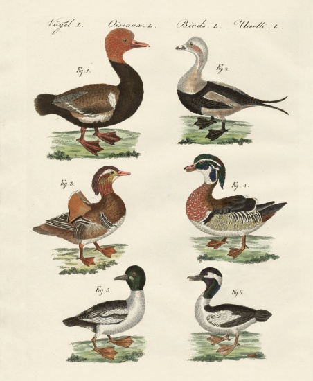 Different kinds of ducks from German School, (19th century)
