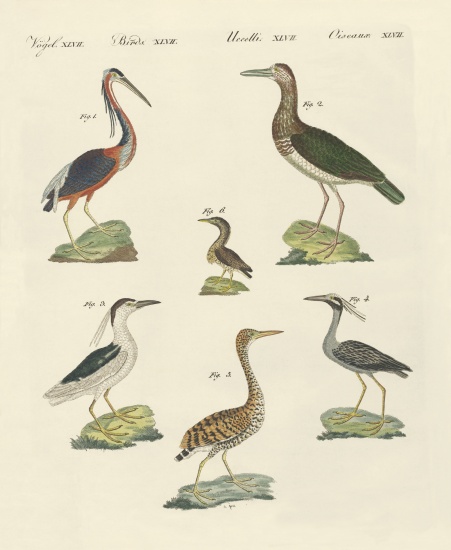 Different kinds of herons from German School, (19th century)