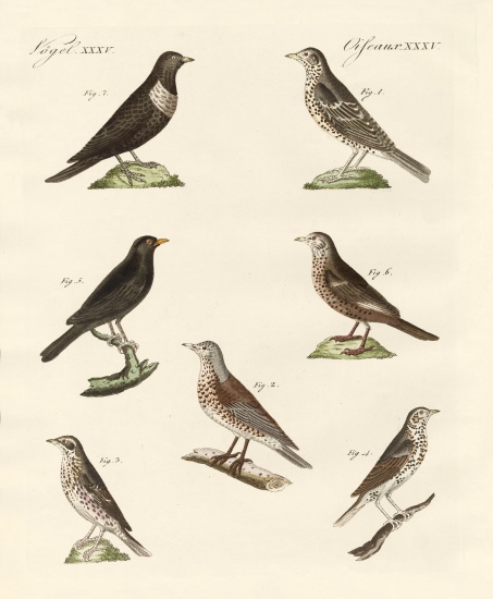 Different kinds of thrushes from German School, (19th century)