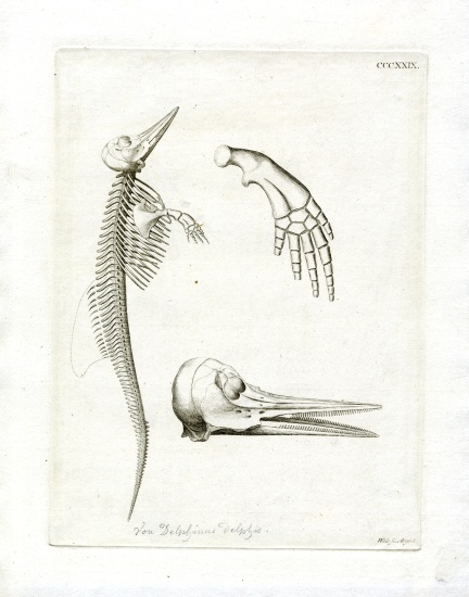 Dolphin Skeleton from German School, (19th century)
