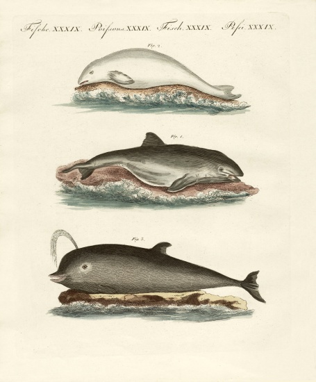 Dolphins from German School, (19th century)