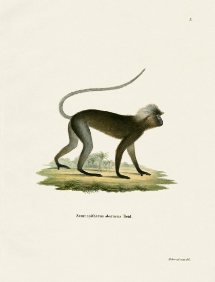 Dusky Leaf Monkey from German School, (19th century)