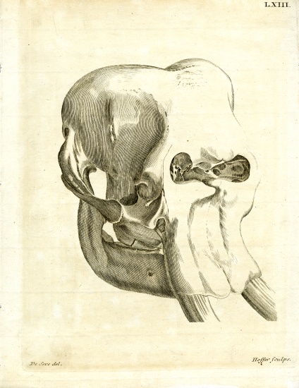 Elephant Skull from German School, (19th century)
