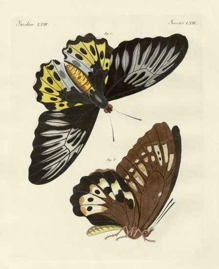 Foreign butterflies of a phenomenal size from German School, (19th century)