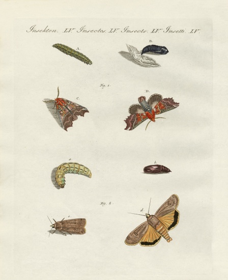 German moths from German School, (19th century)