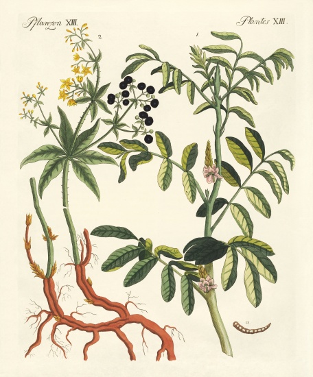 Important dye plants from German School, (19th century)