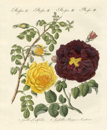 Kinds of roses from German School, (19th century)
