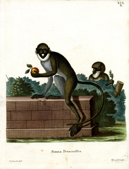 Lesser Spot-nosed Monkey from German School, (19th century)