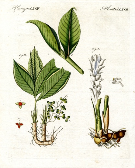 Medical plants from German School, (19th century)