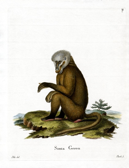 Monkey from German School, (19th century)