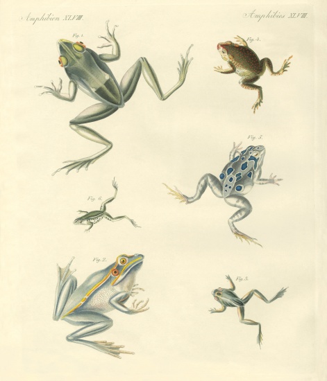 New-discovered frogs and toads from German School, (19th century)