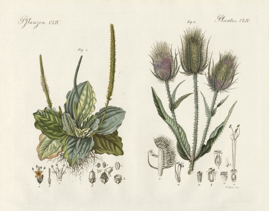 Outstanding plants from German School, (19th century)