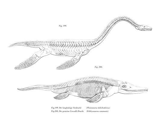 Plesiosaur from German School, (19th century)