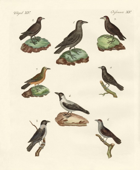 Ravens, crows and daws from German School, (19th century)