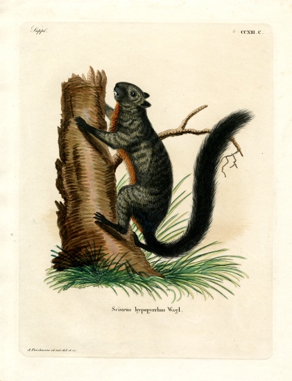 Red-bellied Squirrel from German School, (19th century)