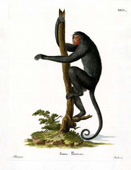 Red-faced Spider Monkey from German School, (19th century)