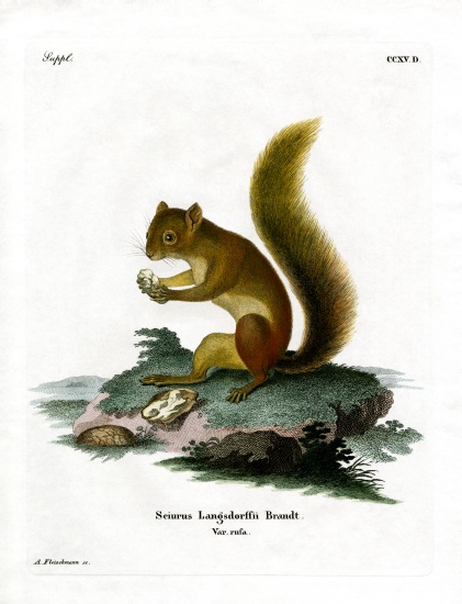 Red Squirrel from German School, (19th century)