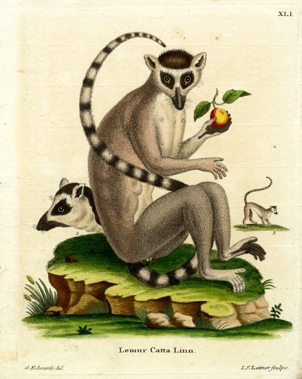Ring-tailed Lemur from German School, (19th century)