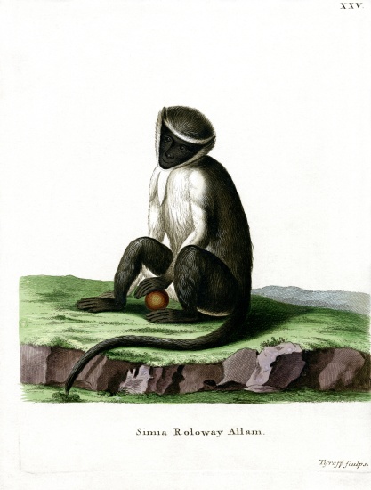Roloway Guenon from German School, (19th century)