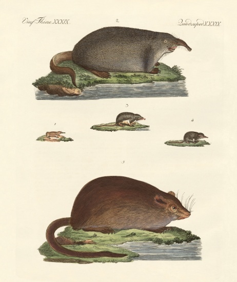 Shrew mice and musk mices from German School, (19th century)