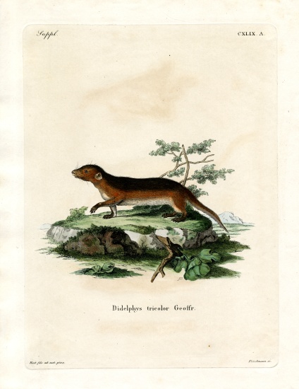 Southern Red-sided Opossum from German School, (19th century)
