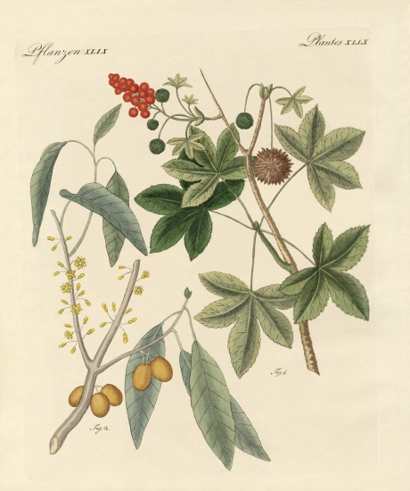 Spicy plants from German School, (19th century)