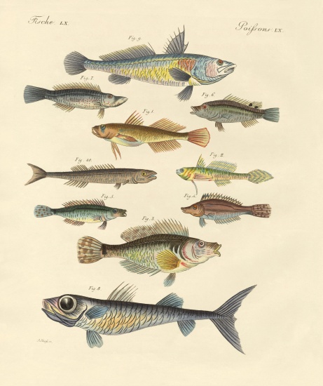 Strange and beautiful fish from German School, (19th century)