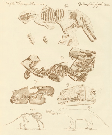 Strange fossils of four-footed animals from German School, (19th century)