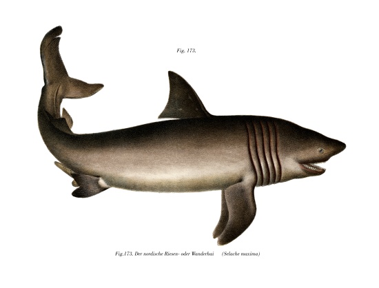 The Basking Shark from German School, (19th century)