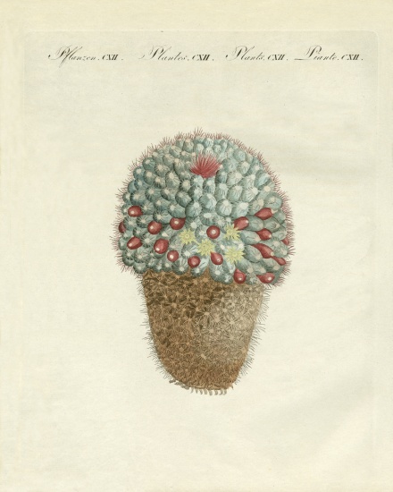 The breast-shaped melon-thistle from German School, (19th century)