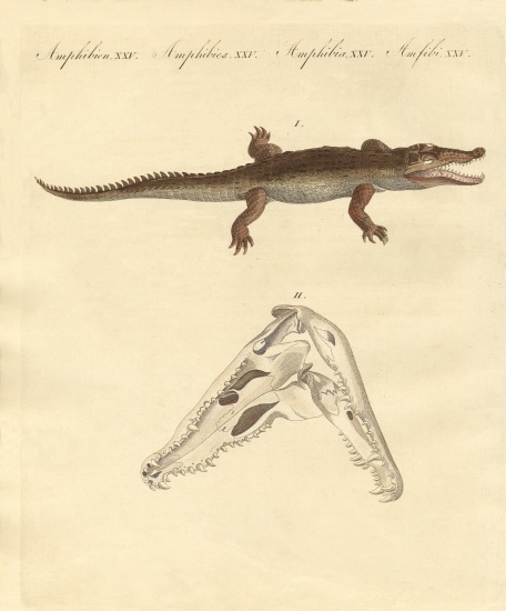The crocodile from St. Domingo from German School, (19th century)