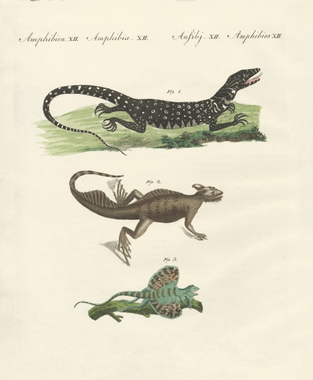 Three kinds of strange lizards from German School, (19th century)