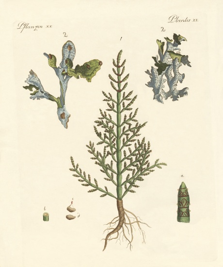 Trading and medicinal plants from German School, (19th century)