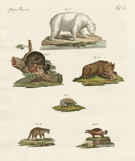 Various kinds of bears from German School, (19th century)