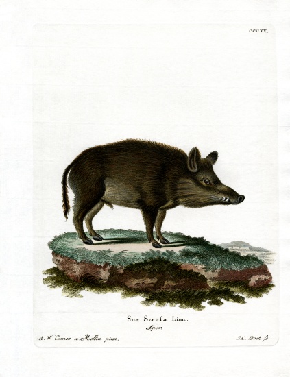 Wild Boar from German School, (19th century)