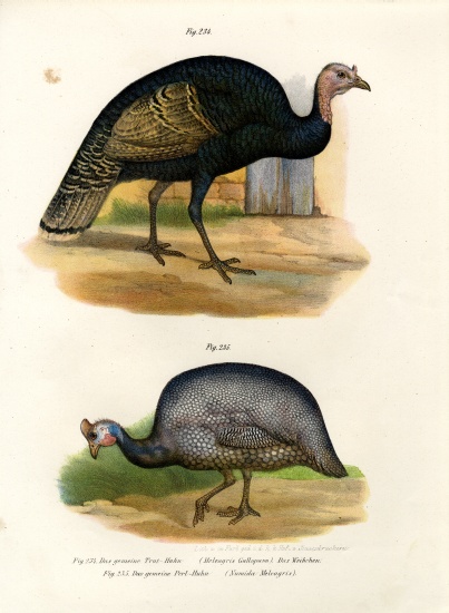 Wild Turkey from German School, (19th century)