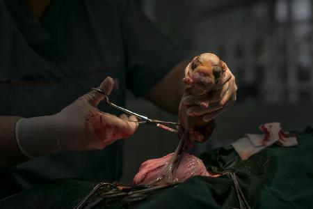 Ein Welpe wird geboren (Kaiserschnitt)