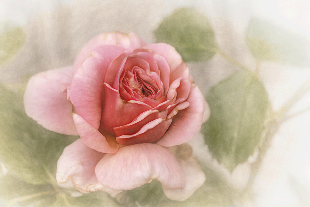 glatte Rose from Gilbert Claes