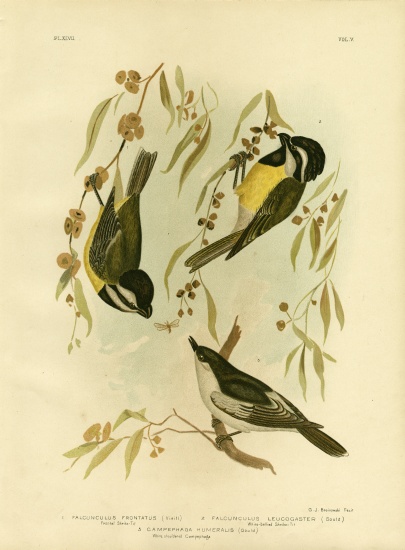 Frontal Shrike-Tit Or Crested Shrike-Tit from Gracius Broinowski