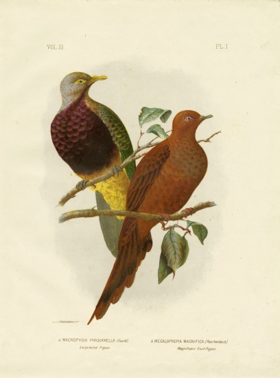 Large-Tailed Pigeon Or Brown Pigeon Or Brown Cuckoo-Dove from Gracius Broinowski