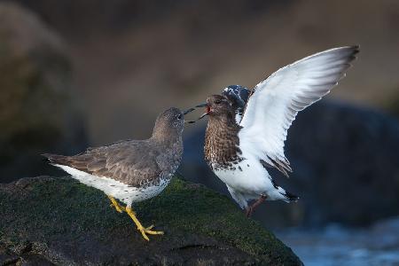 Surfbird-Streit