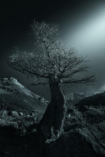 Der Baum begleitet von Bergen