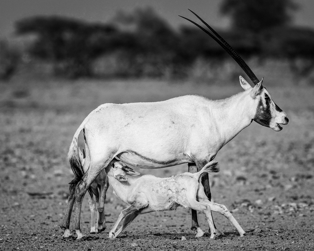Arabische Oryx from Haitham AL Farsi
