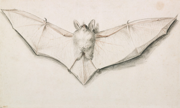 Fledermaus mit ausgespannten Flügeln from Hans Holbein d.J.