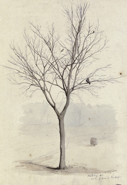 Kahler Baum mit Vögeln from Hans Thoma