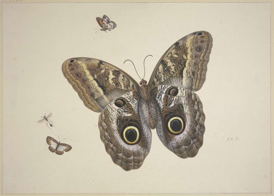 Ein großer brauner Schmetterling, zwei kleine und ein Insekt from Herman Henstenburgh