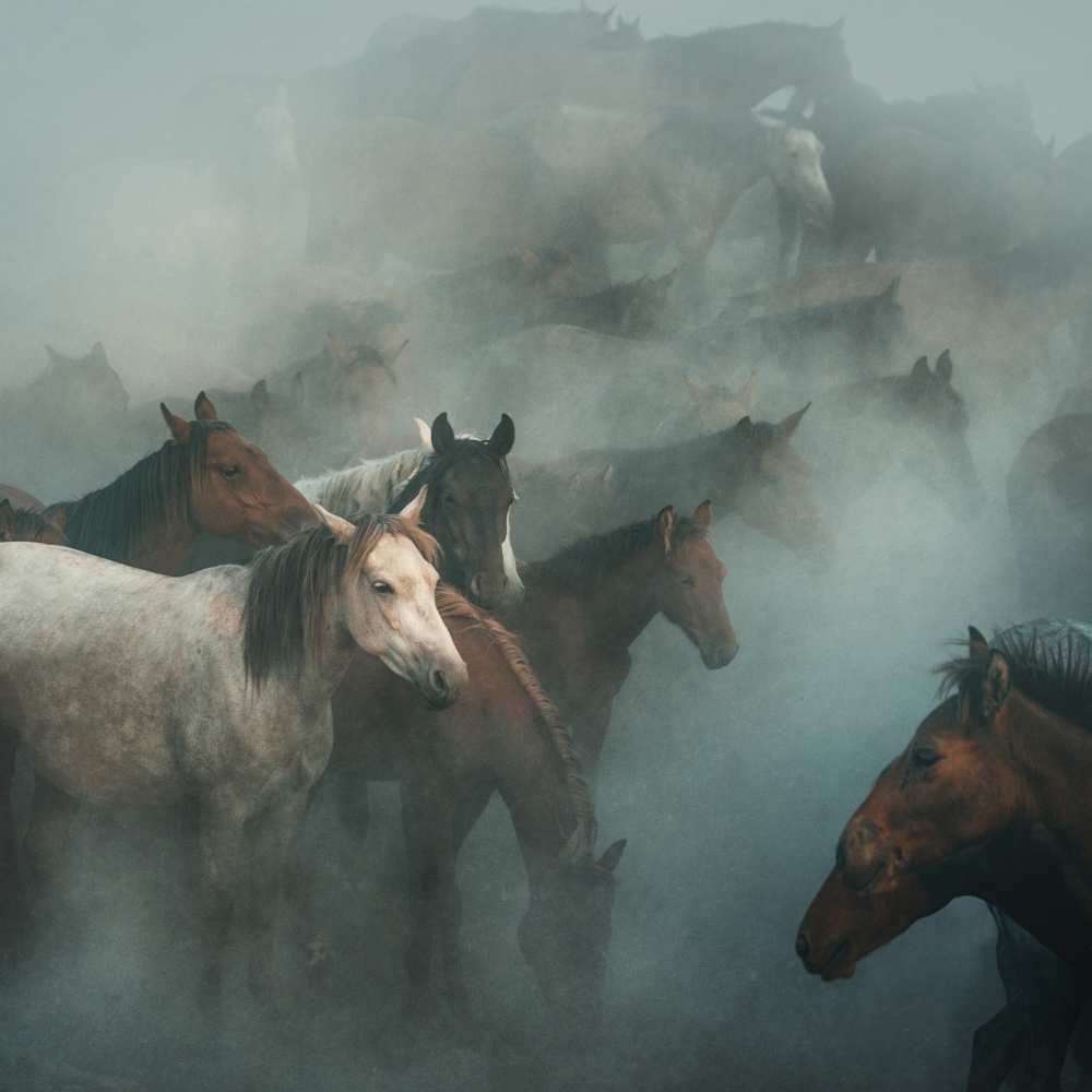 lost horses from Hüseyin Taskin