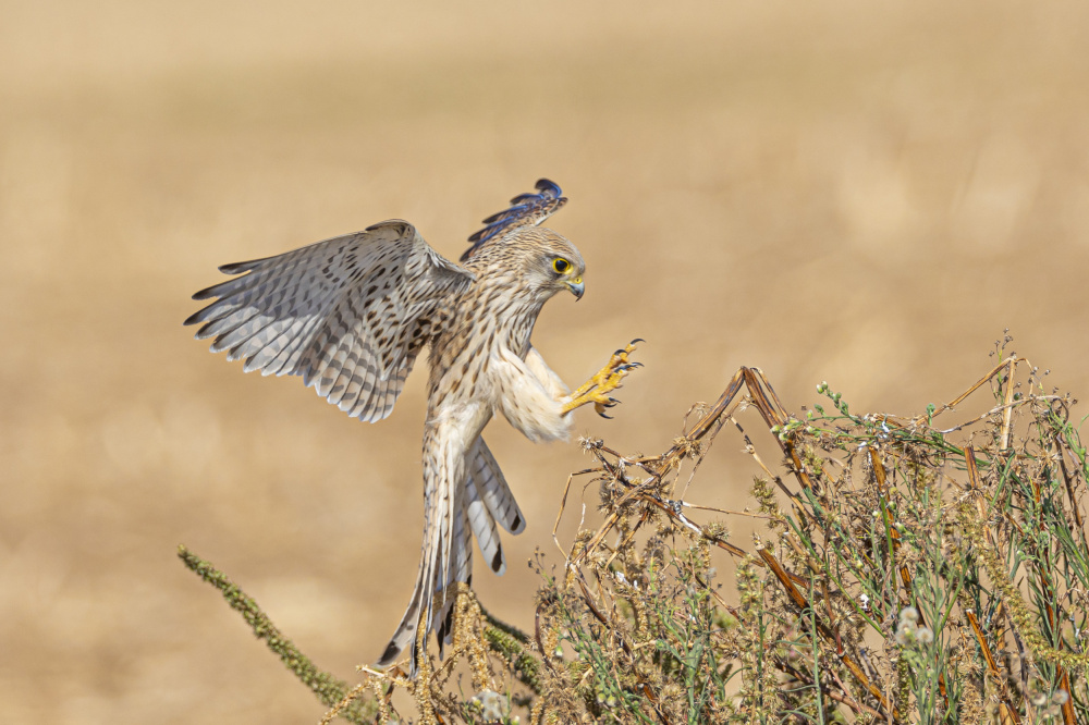 Falco tinnunculus from ilan