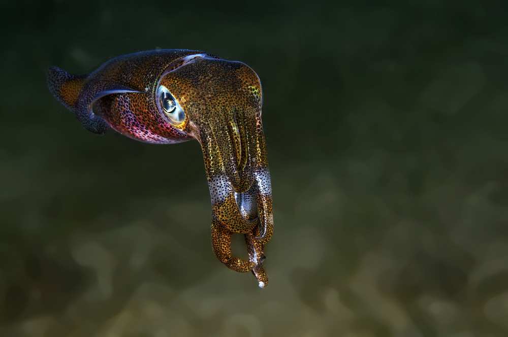 Squid from Ilan Ben Tov